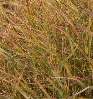 Grass, Panicum v. 'Shenandoah'