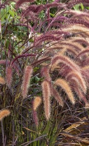 Grass, Pennisetum s. 'Rubrum' (Not Hardy/Annual)