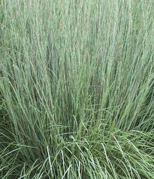 Grass, Schizachyrium scoparium 'Prairie Blues'