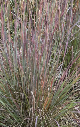 Grass, Schizachyrium scoparium 'Standing Ovation'