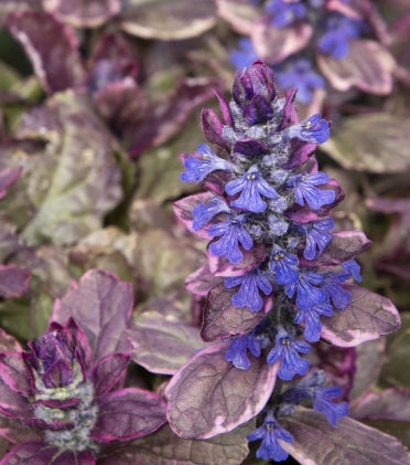 Groundcover, Ajuga reptans 'Burgundy Glow'- 25 per flat