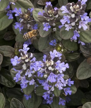 Groundcover, Ajuga reptans 'Chocolate Chip'- 25 per flat