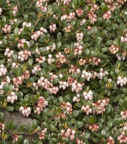 Groundcover, Arctostaphylos u-u. 'Massachusetts'- 25 per flat