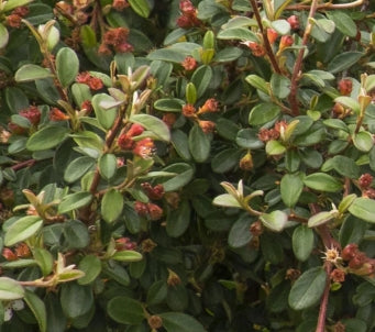 Groundcover, Cotoneaster dam. 'Coral Beauty'- 25 per flat