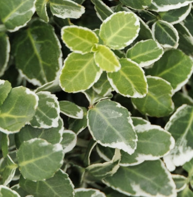 Groundcover, Euonymus f. 'Emerald Gaiety'- 25 per flat