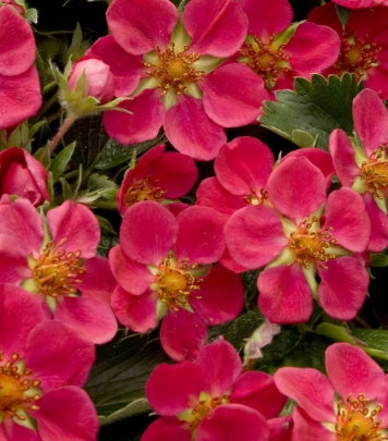 Groundcover, Fragaria c. 'Lipstick'- 25 per flat