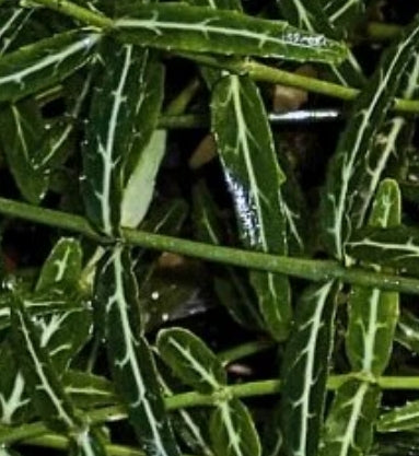 Groundcover, Euonymus f. 'Wolong Ghost'- 25 per flat