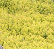 Groundcover, Sedum repestre 'Angelina'- 25 per flat