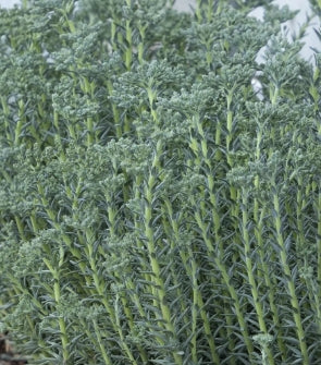 Groundcover, Sedum rup. 'Blue Spruce' - 25 per flat