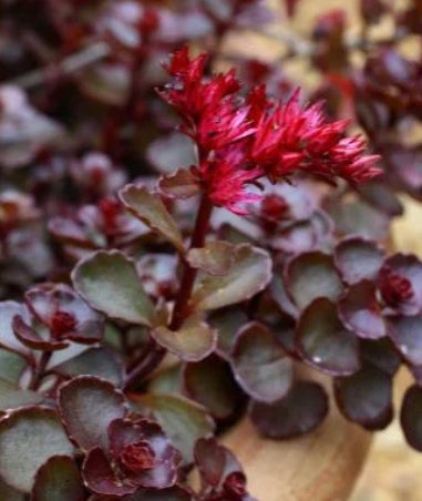 Groundcover, Sedum spu. 'Dragon's Blood'- 25 per flat