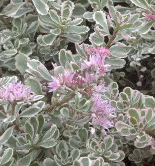 Groundcover, Sedum spu. 'Tricolor'- 25 per flat