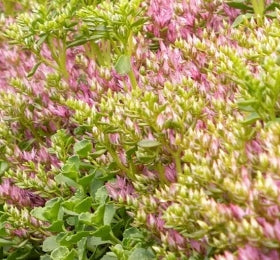 Groundcover, Sedum spurium 'John Creech'- 25 per flat