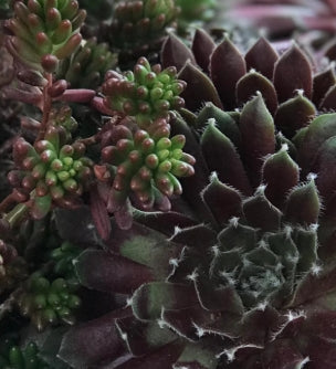 Groundcover, Sempervivum 'Jade Rose'- 25 per flat
