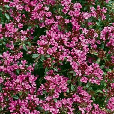 Groundcover, Thymus s. 'Coccineus'- 25 per flat