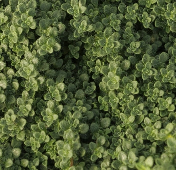 Groundcover, Thymus s. 'Elfin'- 25 per flat
