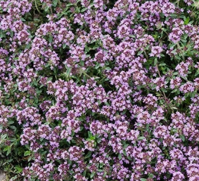 Groundcover, Thymus s. 'Pink Chintz'- 25 per flat
