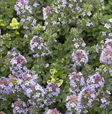Groundcover, Thymus x citriodorus 'Doone Valley- 25 per flat