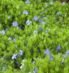 Groundcover, Vinca minor 'Bowles'- 25 per flat