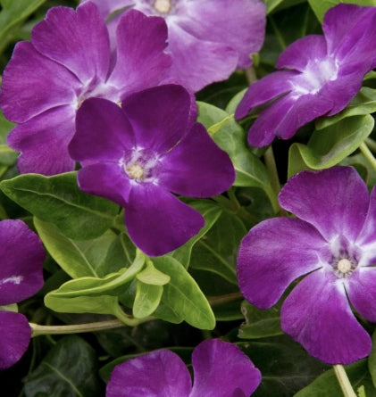 Groundcover, Vinca minor 'Wine'- 25 per flat