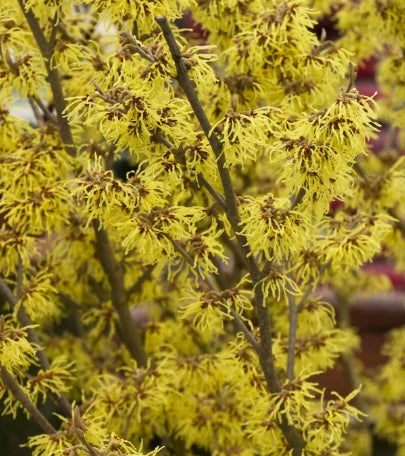 Hamamelis x int. 'Arnold Promise' (yellow)