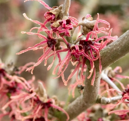 Hamamelis x int. 'Diane' (red)