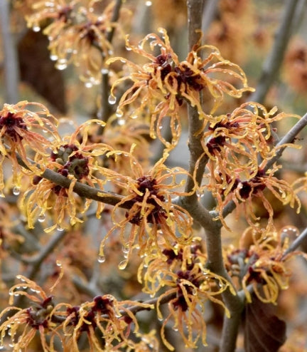 Hamamelis x int. 'Jelena' (orange)