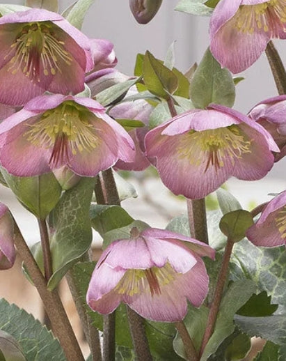 Helleborus FrostKiss 'Dorothy's Dawn'