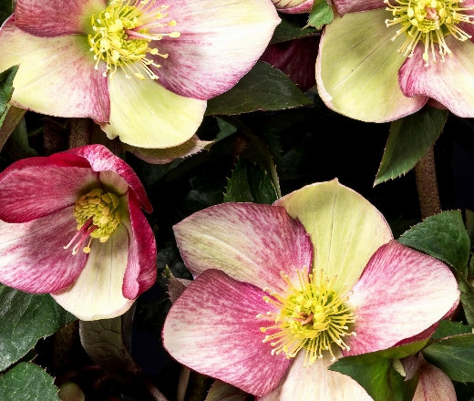 Helleborus HGC Ice and Roses 'Dark Picotee'