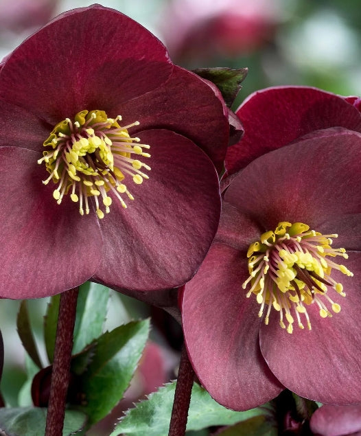 Helleborus HGC® ICE N' ROSES® 'BRUNELLO'