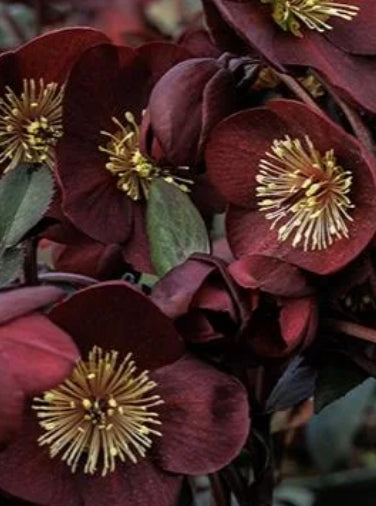 Helleborus HGC® ICE N' ROSES® 'MERLOT'