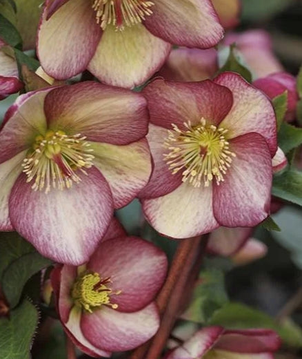 Helleborus HGC® ICE N' ROSES® 'ROSADO'