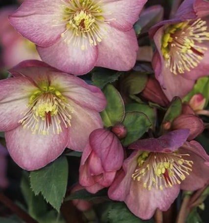 Helleborus HGC® ICE N' ROSES® 'ROSE'