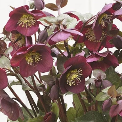 Helleborus x 'Anna's Red' PPAF