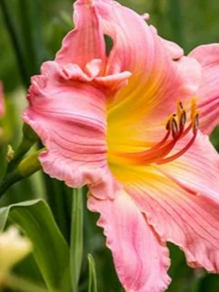Hemerocallis 'Rosy Returns' (rose pink)