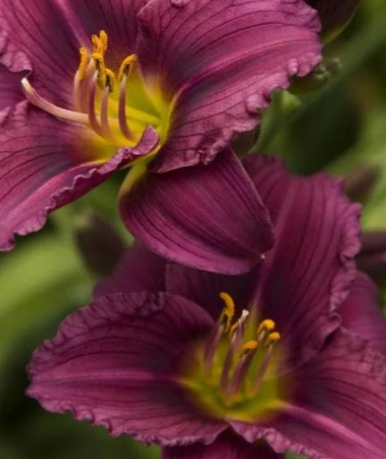 Hemerocallis 'Little Grapette' (purple)
