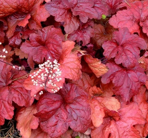 Heuchera 'Fire Alarm' PPAF