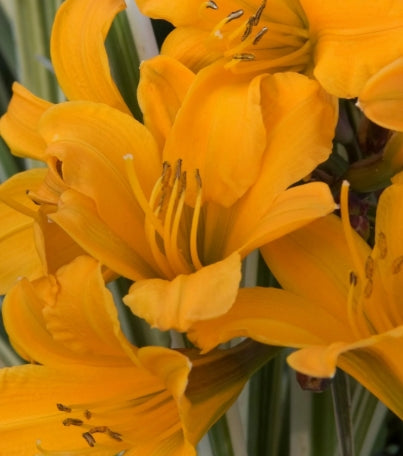 Hemerocallis 'Maja' (yellow)