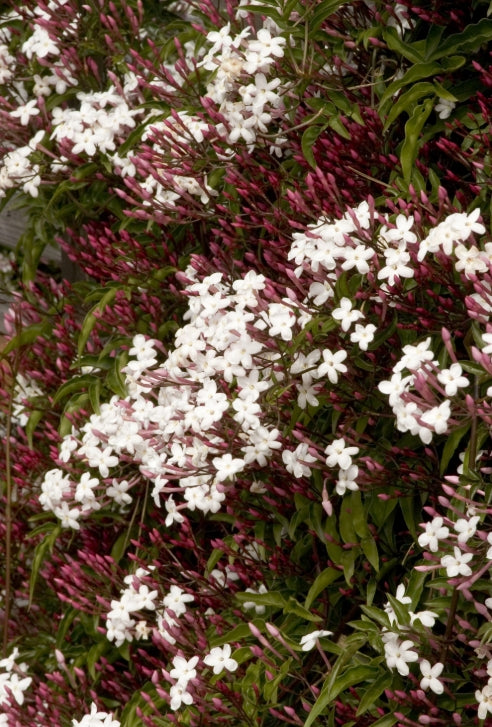 VINE Jasminum polyanthum (pink)