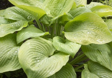 Hosta 'August Moon'