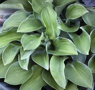 Hosta 'Blue Mouse Ears'