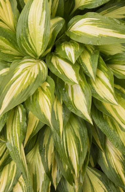 Hosta 'Cherry Berry'