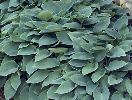 Hosta 'Halcyon'