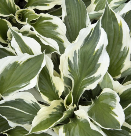 Hosta 'Minuteman'