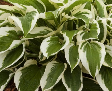 Hosta 'Patriot'