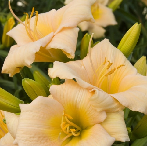 Hemerocallis 'Mini Pearl' (salmon)