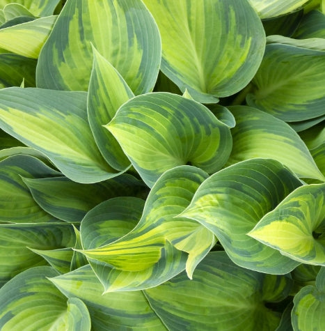 Hosta ta. 'June'