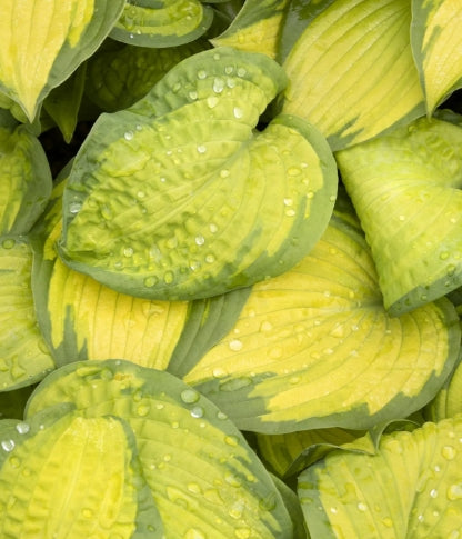 Hosta x 'Brother Stefan'