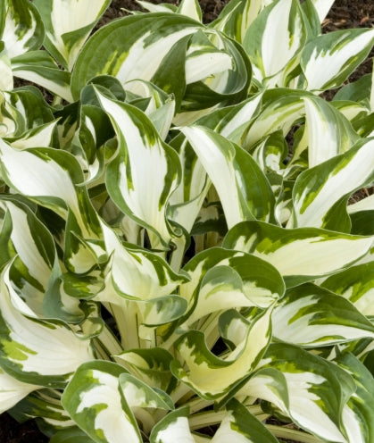 Hosta x 'Fire and Ice'