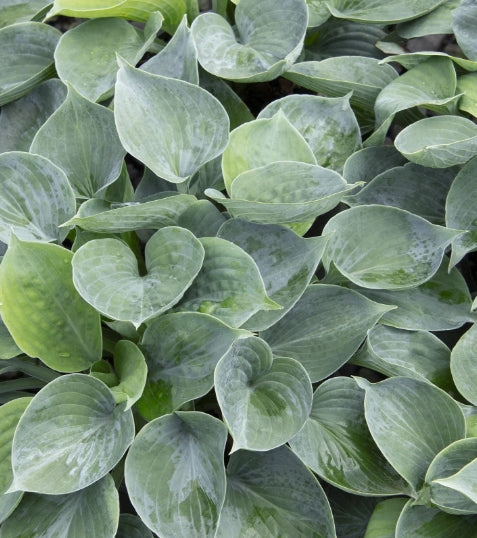 Hosta x 'Hadspen Blue'