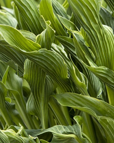 Hosta x 'Praying Hands'